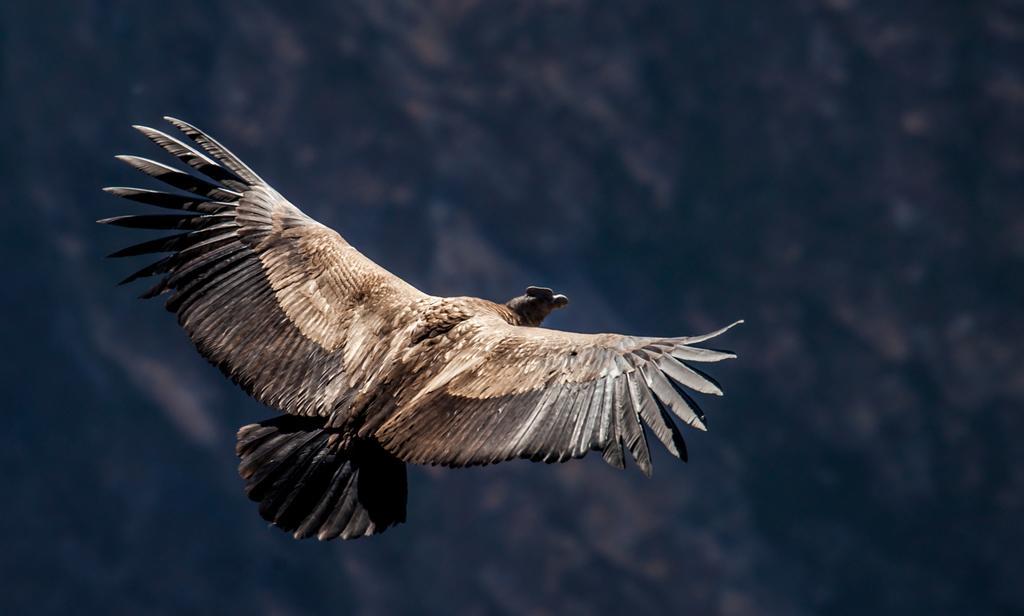 Eco Inn Colca Yanque Kültér fotó
