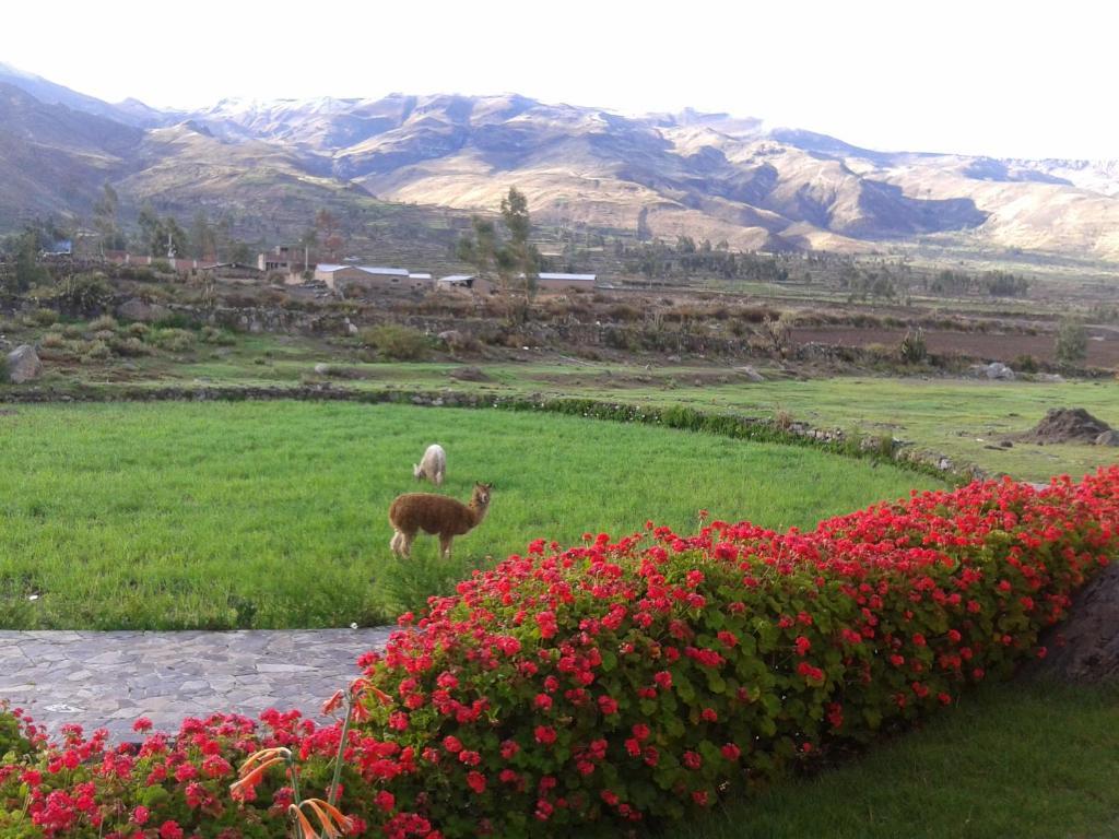 Eco Inn Colca Yanque Kültér fotó